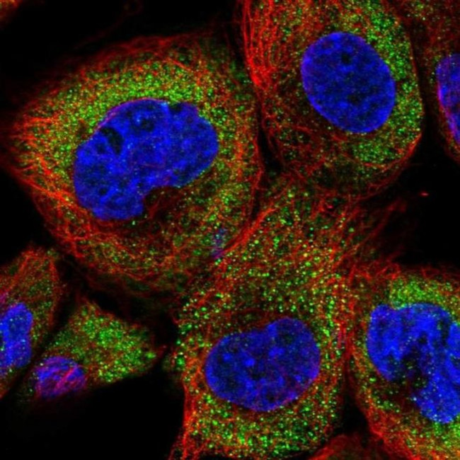 DEN2D Antibody in Immunocytochemistry (ICC/IF)