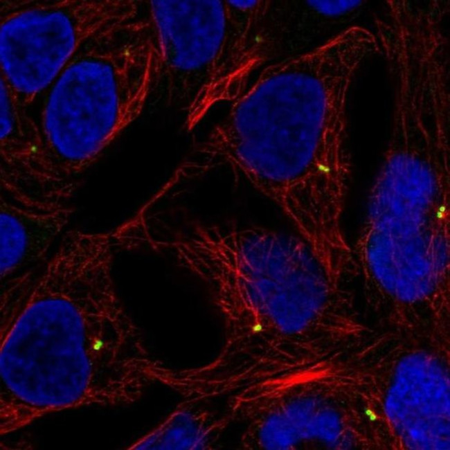 LTB Antibody in Immunocytochemistry (ICC/IF)