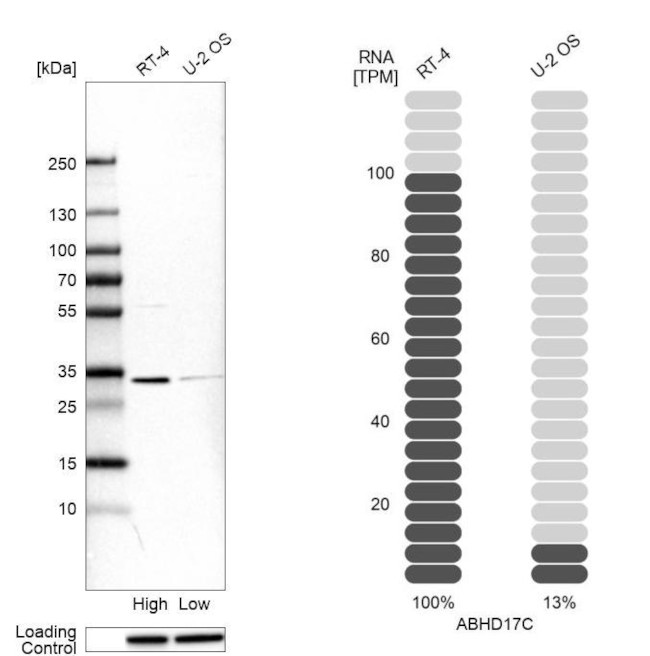 ABHD17C Antibody