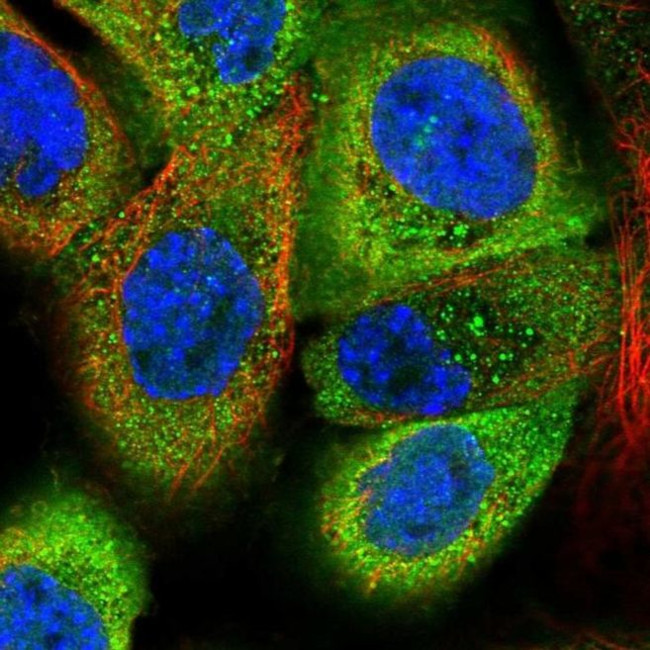 EFHD2 Antibody in Immunocytochemistry (ICC/IF)