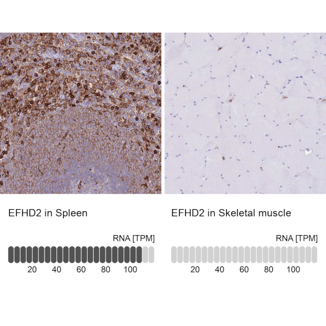 EFHD2 Antibody