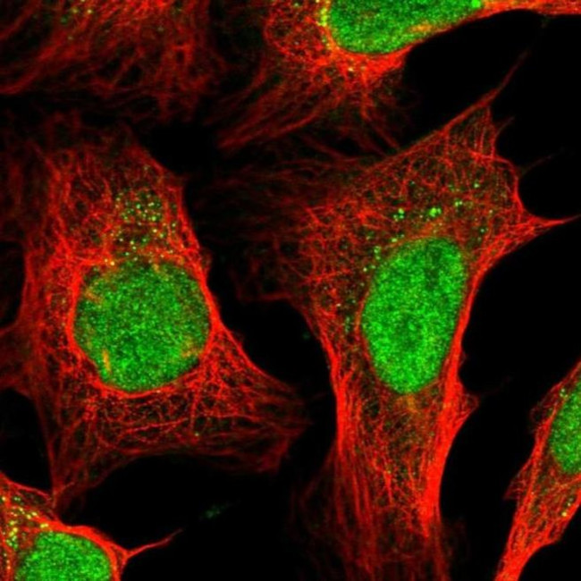 ZFP37 Antibody in Immunocytochemistry (ICC/IF)