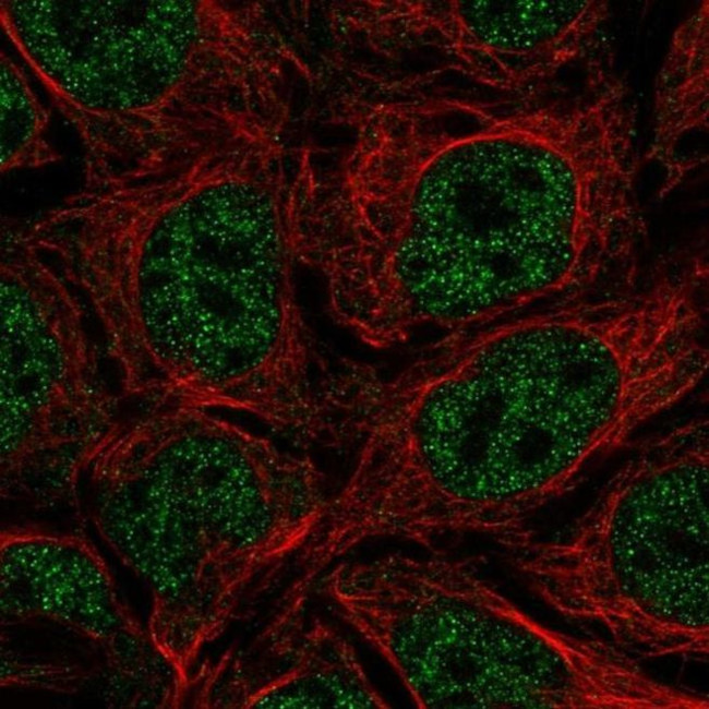 BSSP4 Antibody in Immunocytochemistry (ICC/IF)