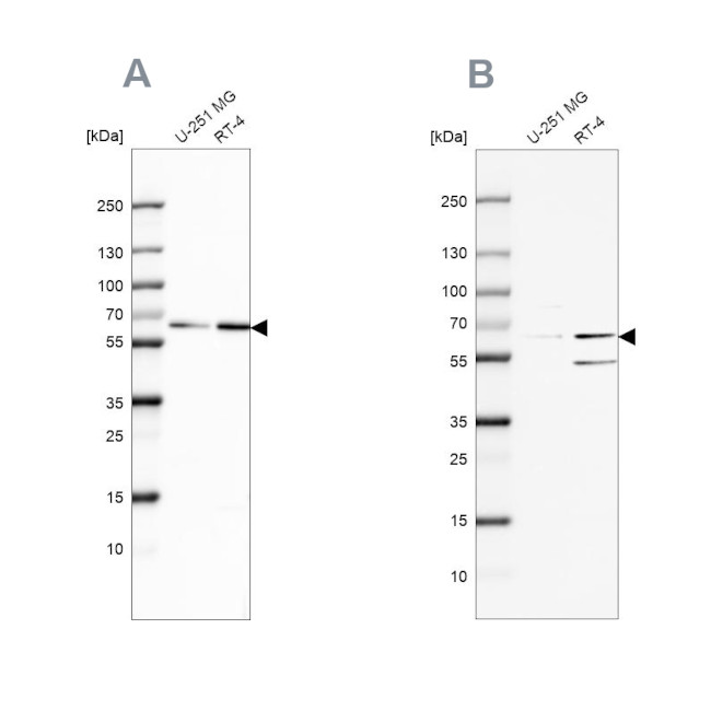 SF3A2 Antibody