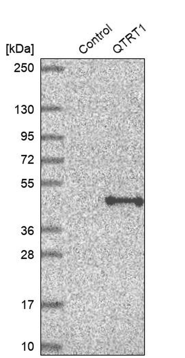 QTRT1 Antibody in Western Blot (WB)