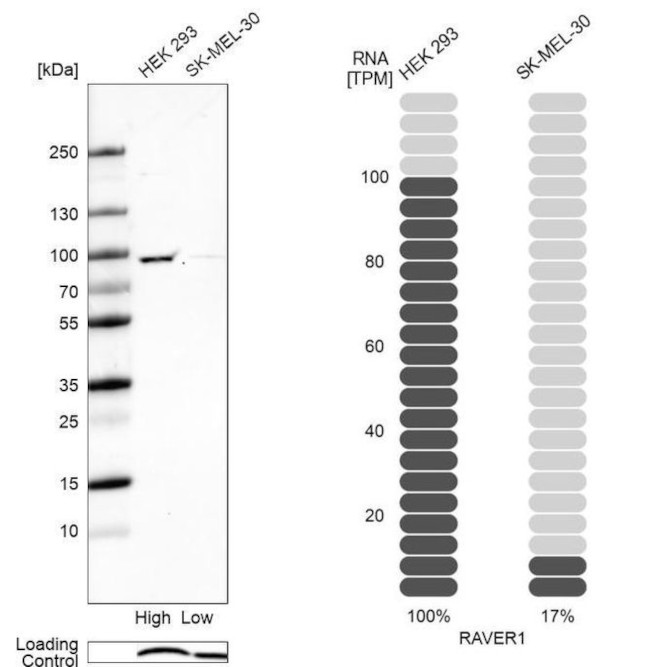 RAVER1 Antibody