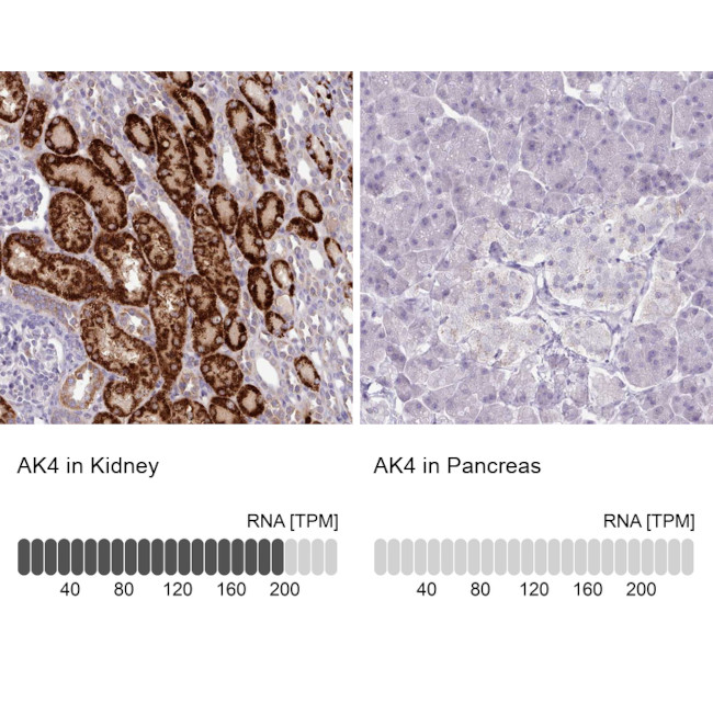 Adenylate Kinase 4 Antibody