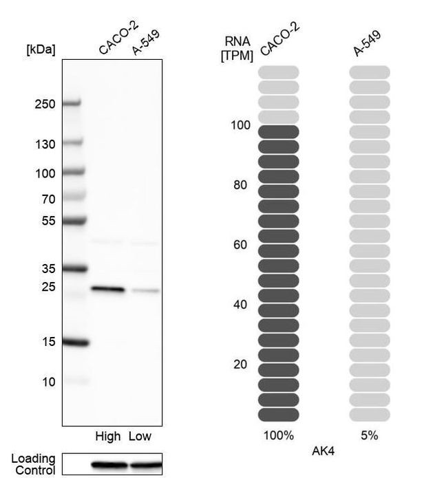 Adenylate Kinase 4 Antibody