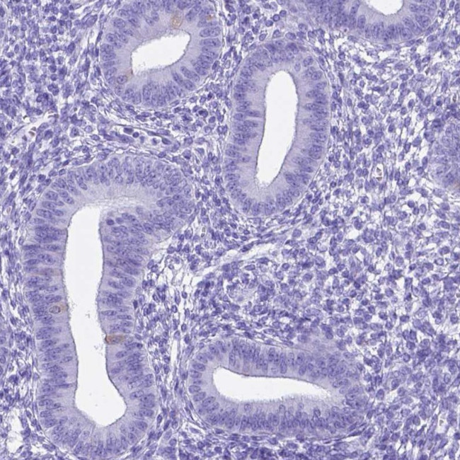 C16orf71 Antibody in Immunohistochemistry (IHC)