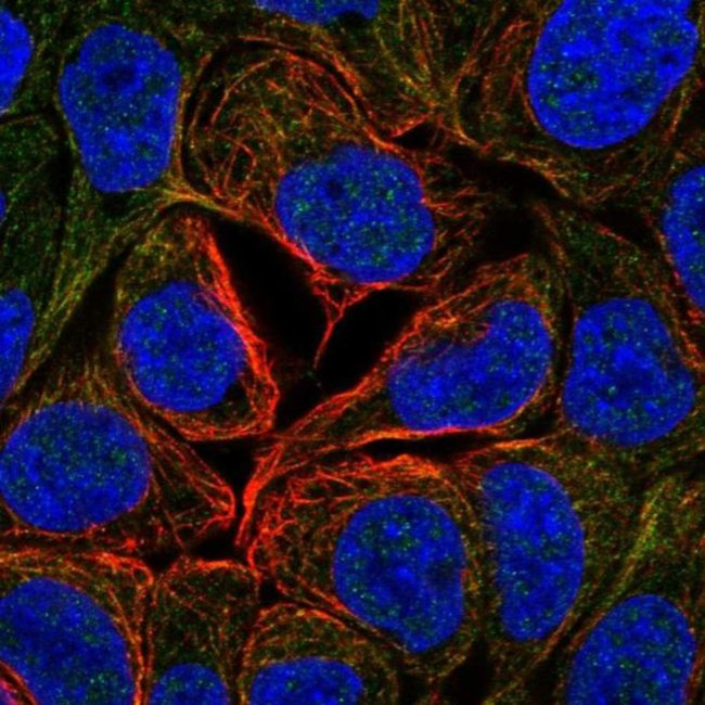 GAN Antibody in Immunocytochemistry (ICC/IF)