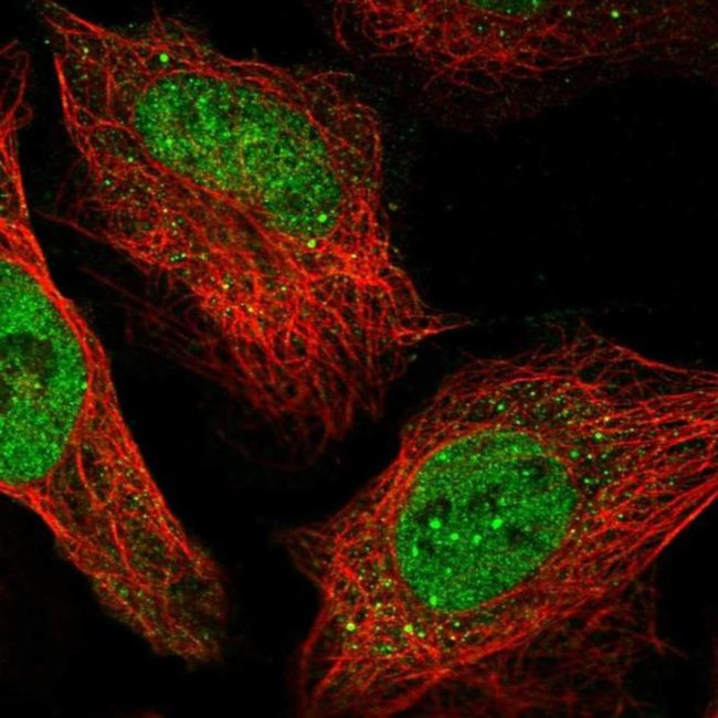 RSBN1 Antibody in Immunocytochemistry (ICC/IF)