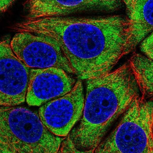 eIF3c Antibody in Immunocytochemistry (ICC/IF)