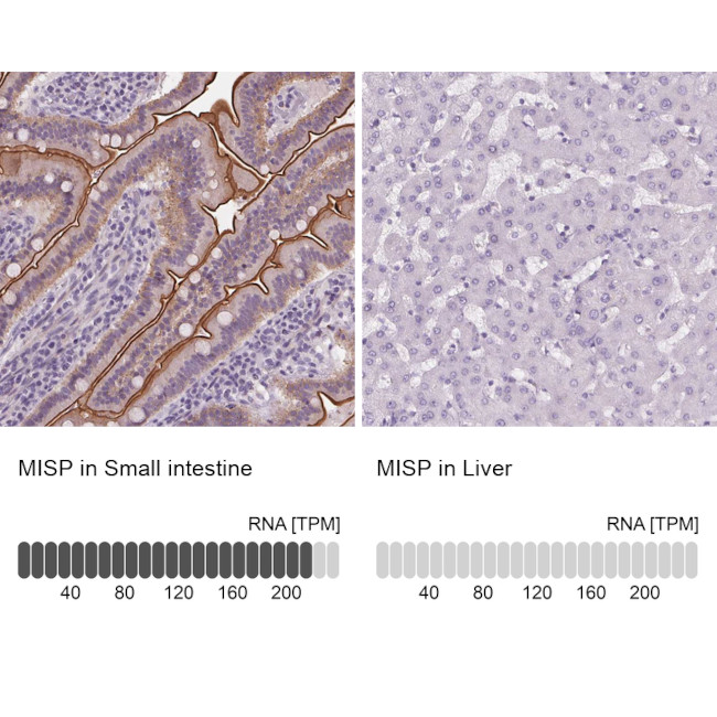 C19orf21 Antibody