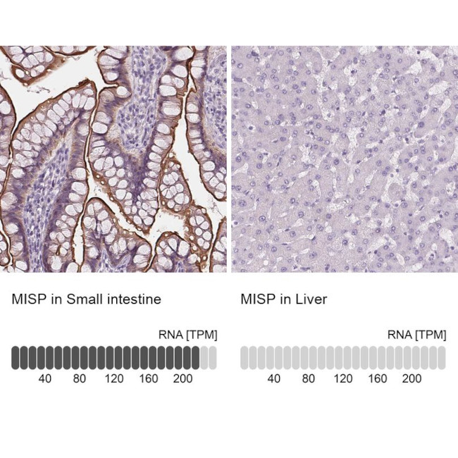 C19orf21 Antibody