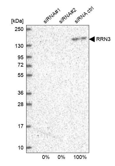 RRN3 Antibody