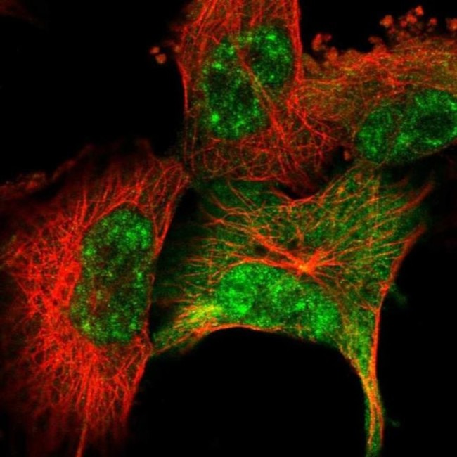 SRSF2 Antibody in Immunocytochemistry (ICC/IF)