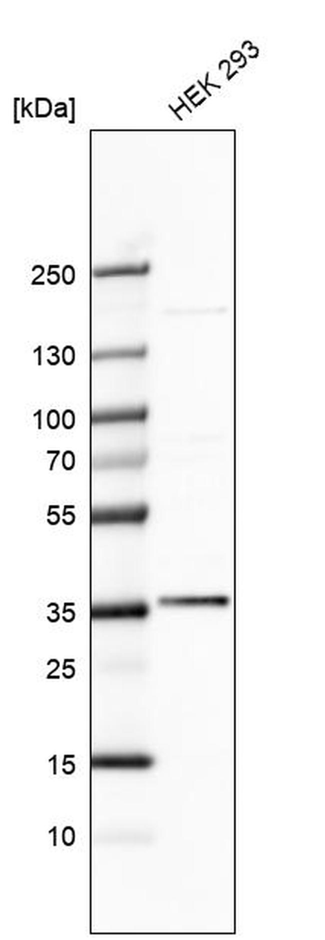 SRSF2 Antibody in Western Blot (WB)