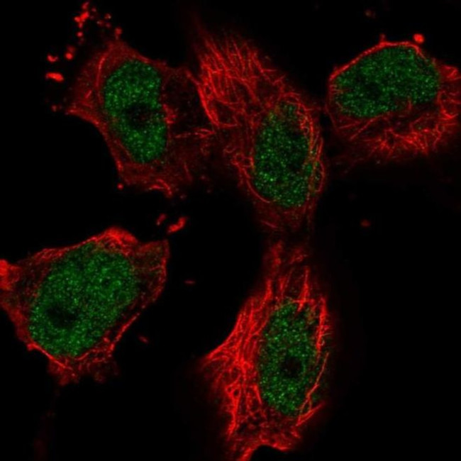 ZNF697 Antibody in Immunocytochemistry (ICC/IF)