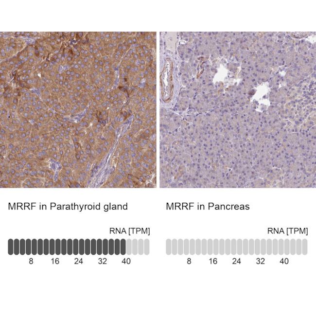 MRRF Antibody