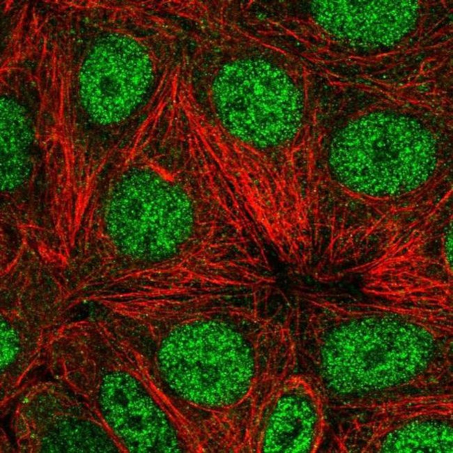 WDR18 Antibody in Immunocytochemistry (ICC/IF)