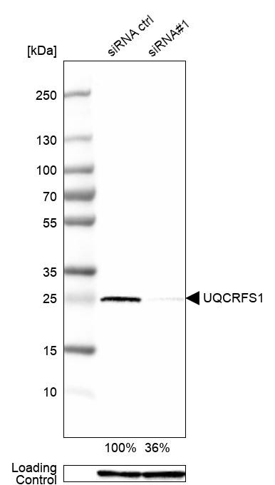 UQCRFS1 Antibody