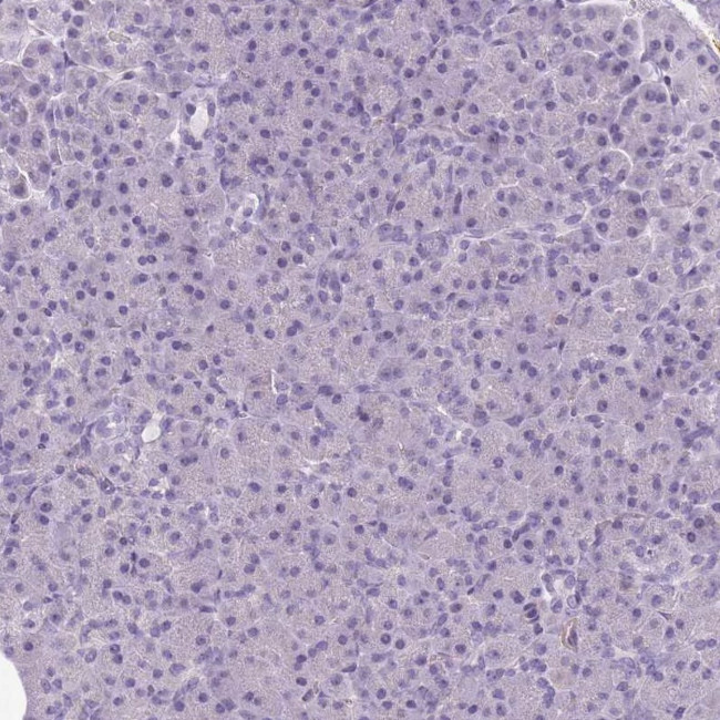 SLC8A2 Antibody in Immunohistochemistry (IHC)