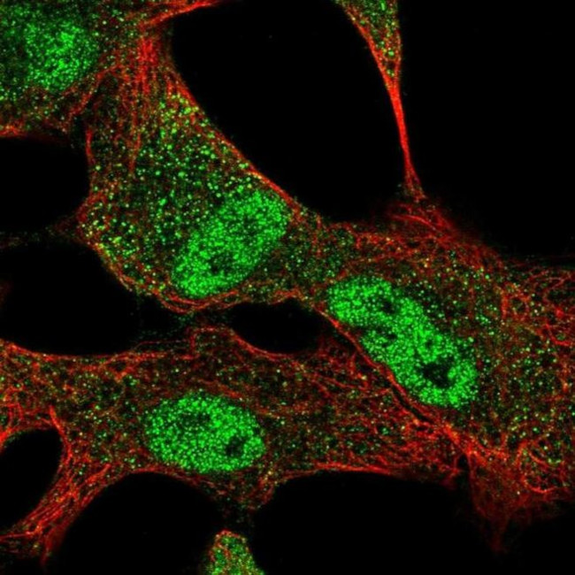 SLC25A45 Antibody in Immunocytochemistry (ICC/IF)