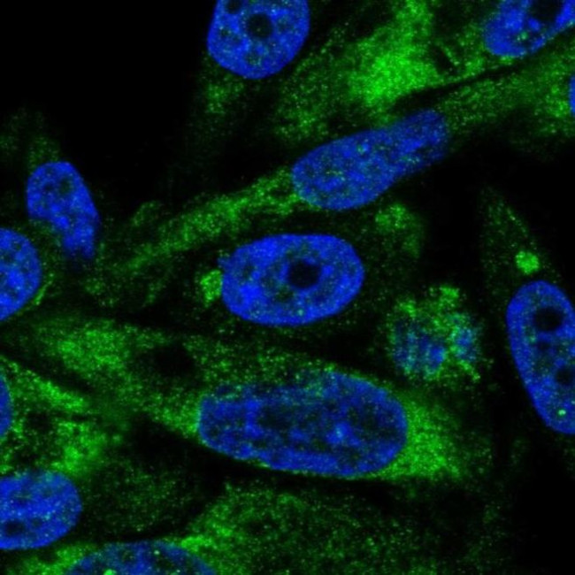 AVL9 Antibody in Immunocytochemistry (ICC/IF)