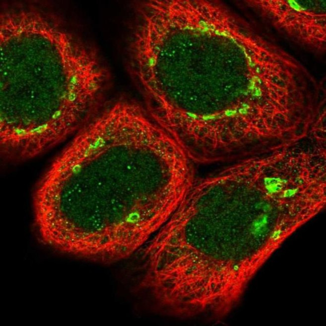 ZBED5 Antibody in Immunocytochemistry (ICC/IF)