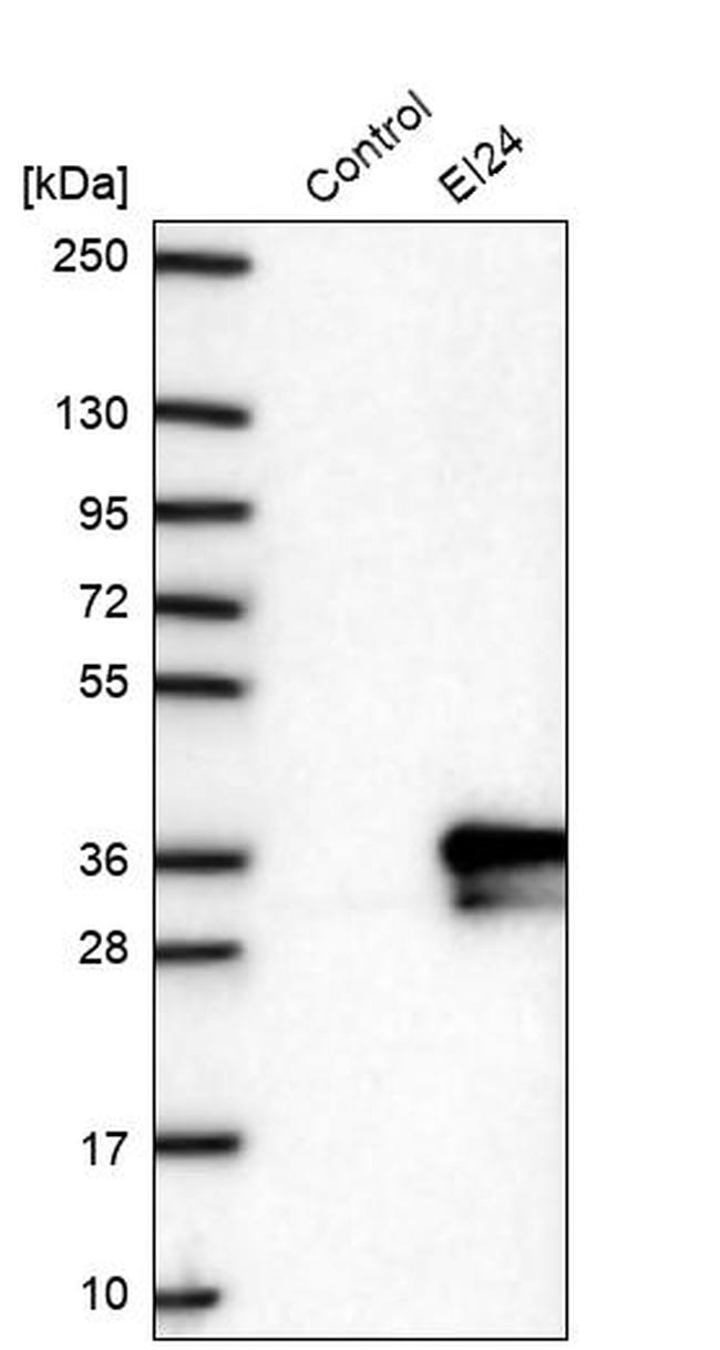 EI24 Antibody in Western Blot (WB)