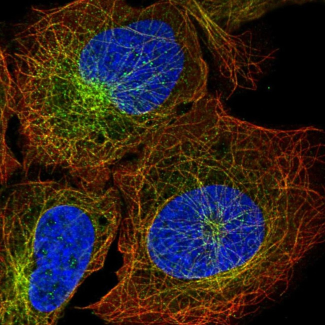 ZNF835 Antibody in Immunocytochemistry (ICC/IF)