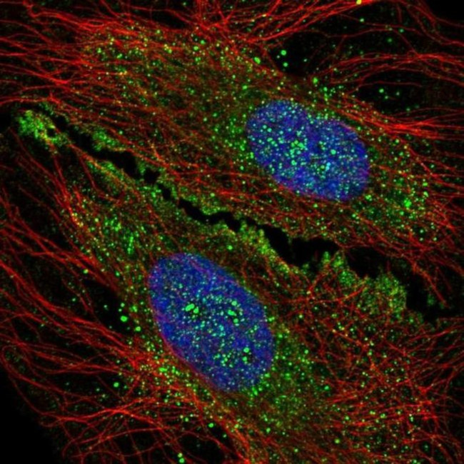 KIAA1644 Antibody in Immunocytochemistry (ICC/IF)