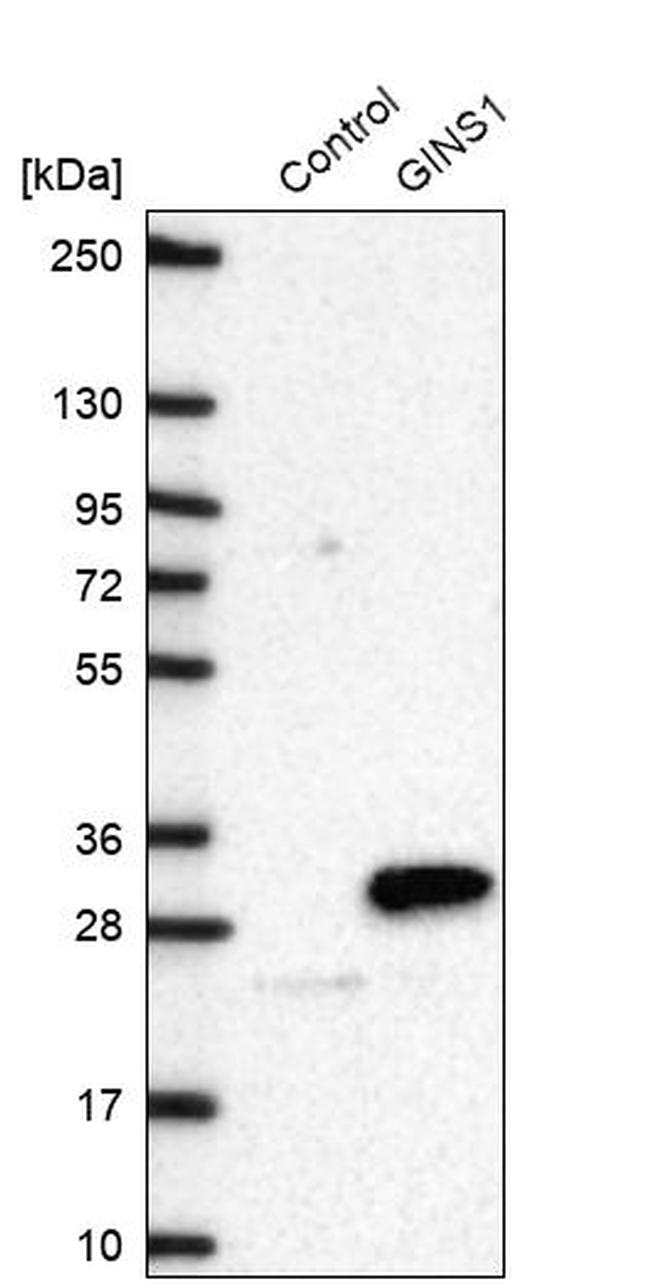 GINS1 Antibody in Western Blot (WB)