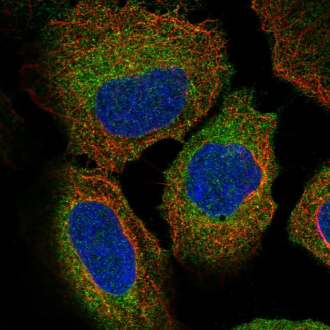 ZW10 Antibody in Immunocytochemistry (ICC/IF)