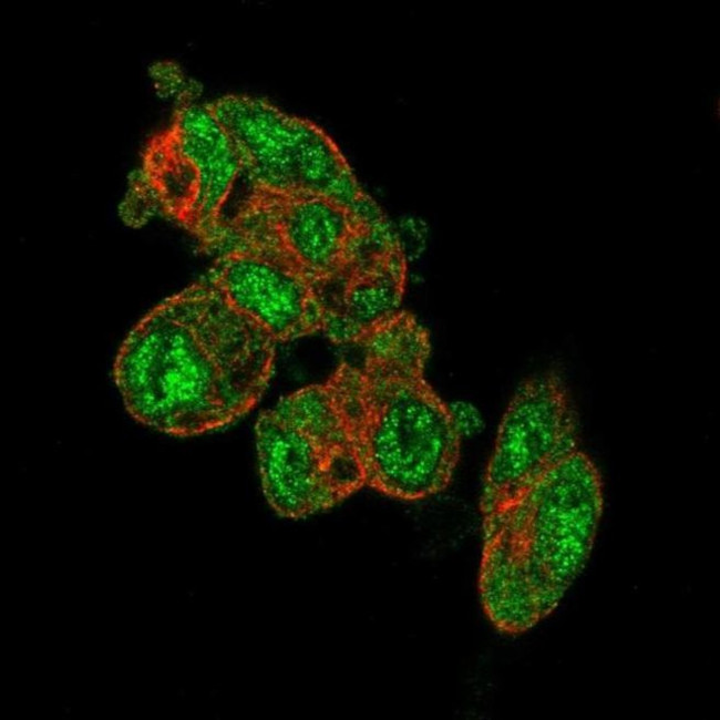 PRODH2 Antibody in Immunocytochemistry (ICC/IF)