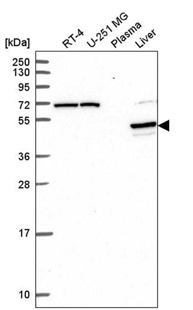 PRODH2 Antibody in Western Blot (WB)