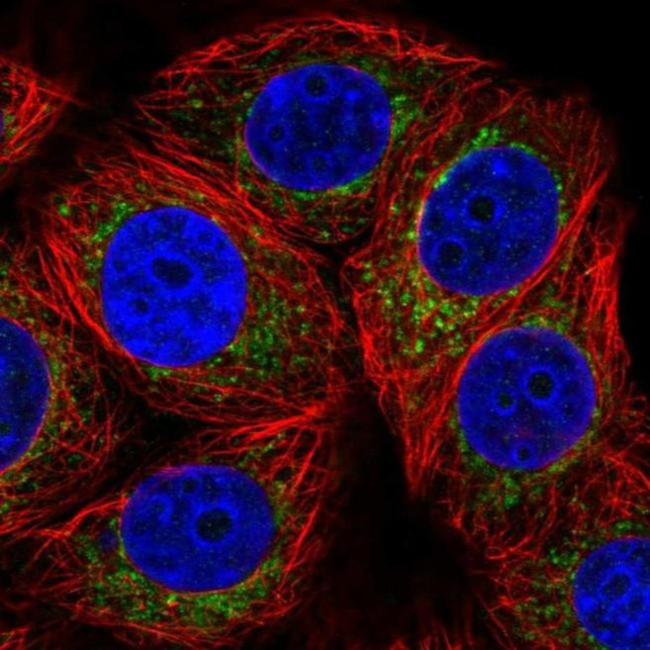 DHFRL1 Antibody in Immunocytochemistry (ICC/IF)