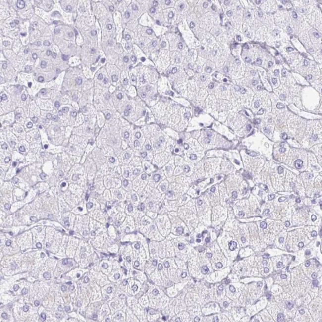 KCNE2 Antibody in Immunohistochemistry (IHC)