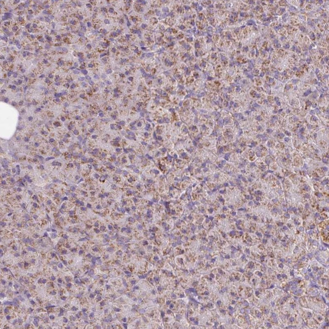 NDUFB4 Antibody in Immunohistochemistry (IHC)