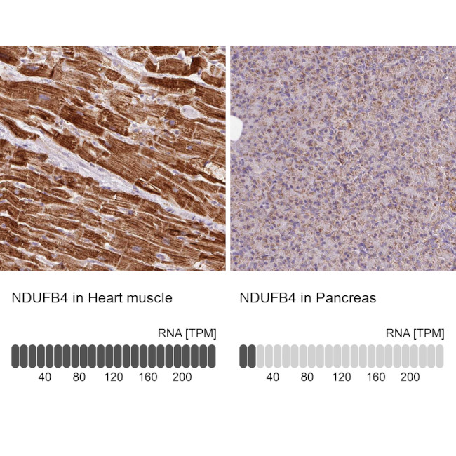 NDUFB4 Antibody