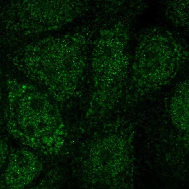 NFS1 Antibody in Immunocytochemistry (ICC/IF)