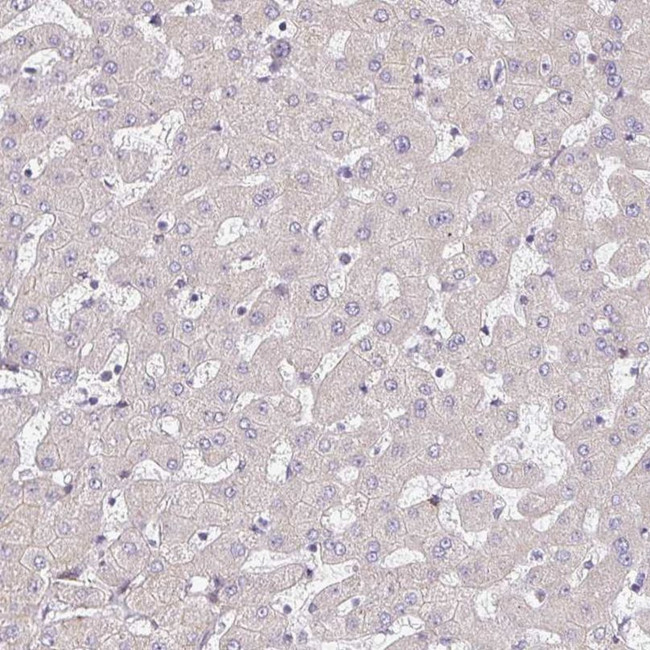 TMEM119 Antibody in Immunohistochemistry (IHC)