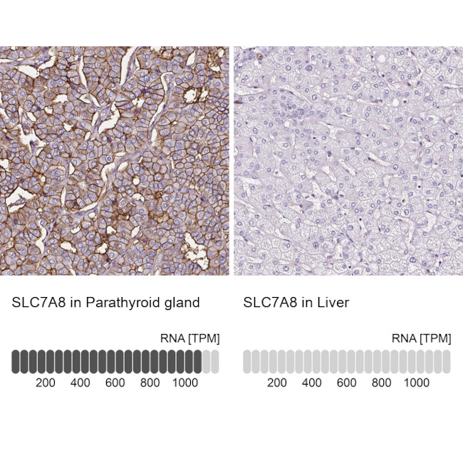 SLC7A8 Antibody