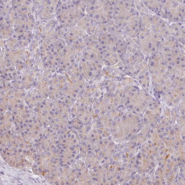 Protein Z Antibody in Immunohistochemistry (IHC)