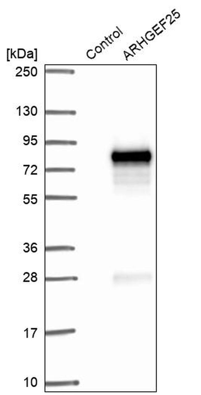 GEFT Antibody in Western Blot (WB)