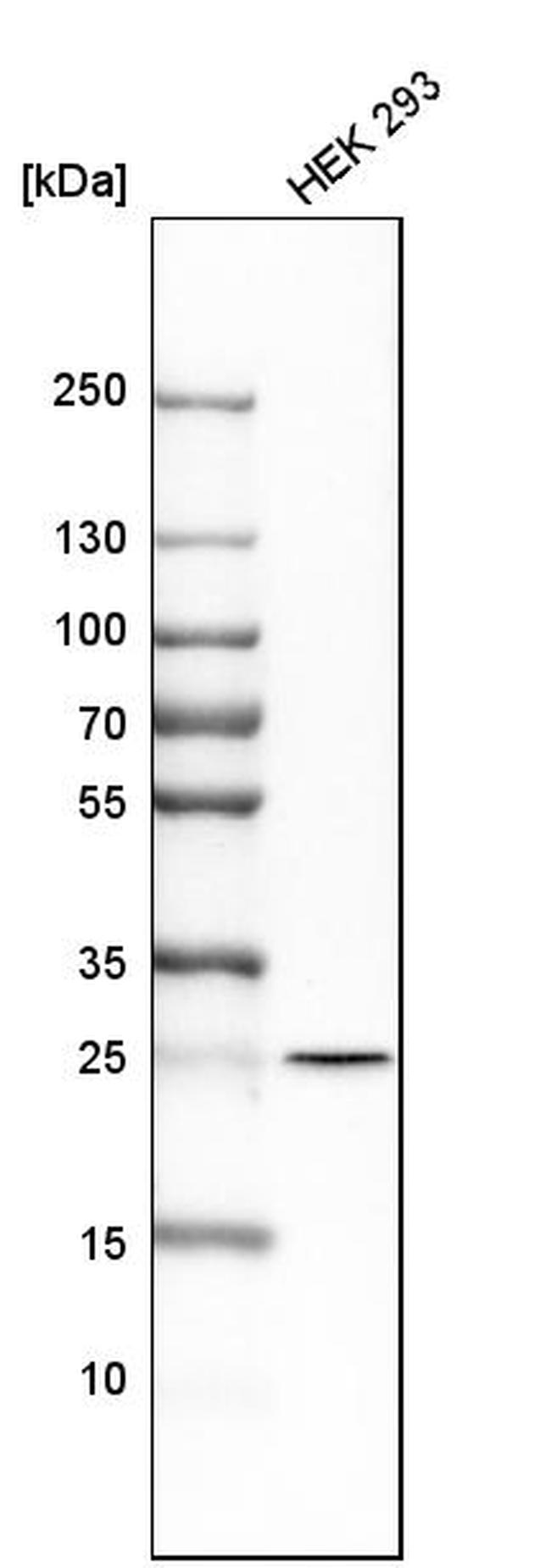 OIP5 Antibody in Western Blot (WB)