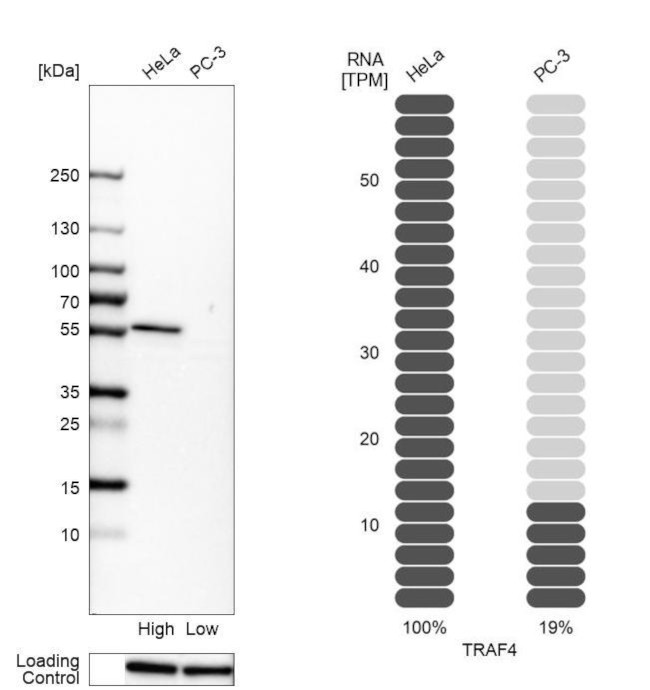 TRAF4 Antibody