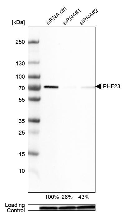 PHF23 Antibody