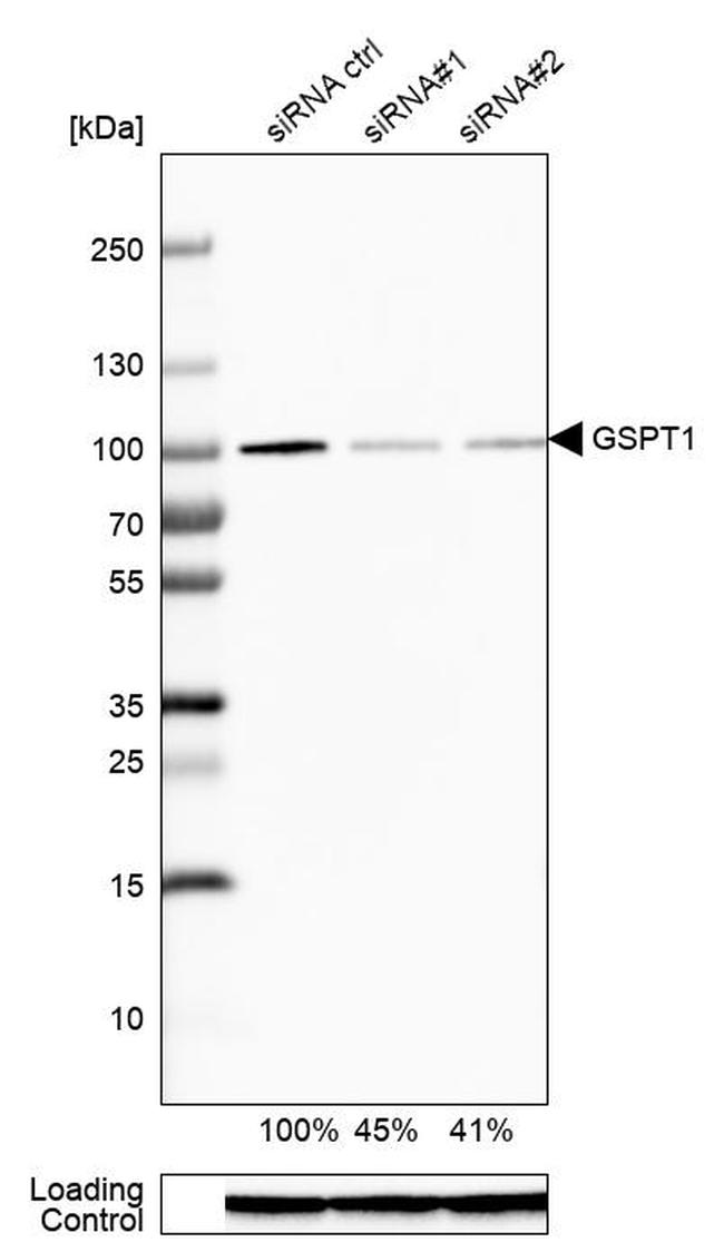 GSPT1 Antibody in Western Blot (WB)