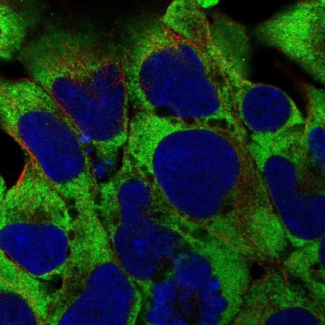 RPL38 Antibody in Immunocytochemistry (ICC/IF)